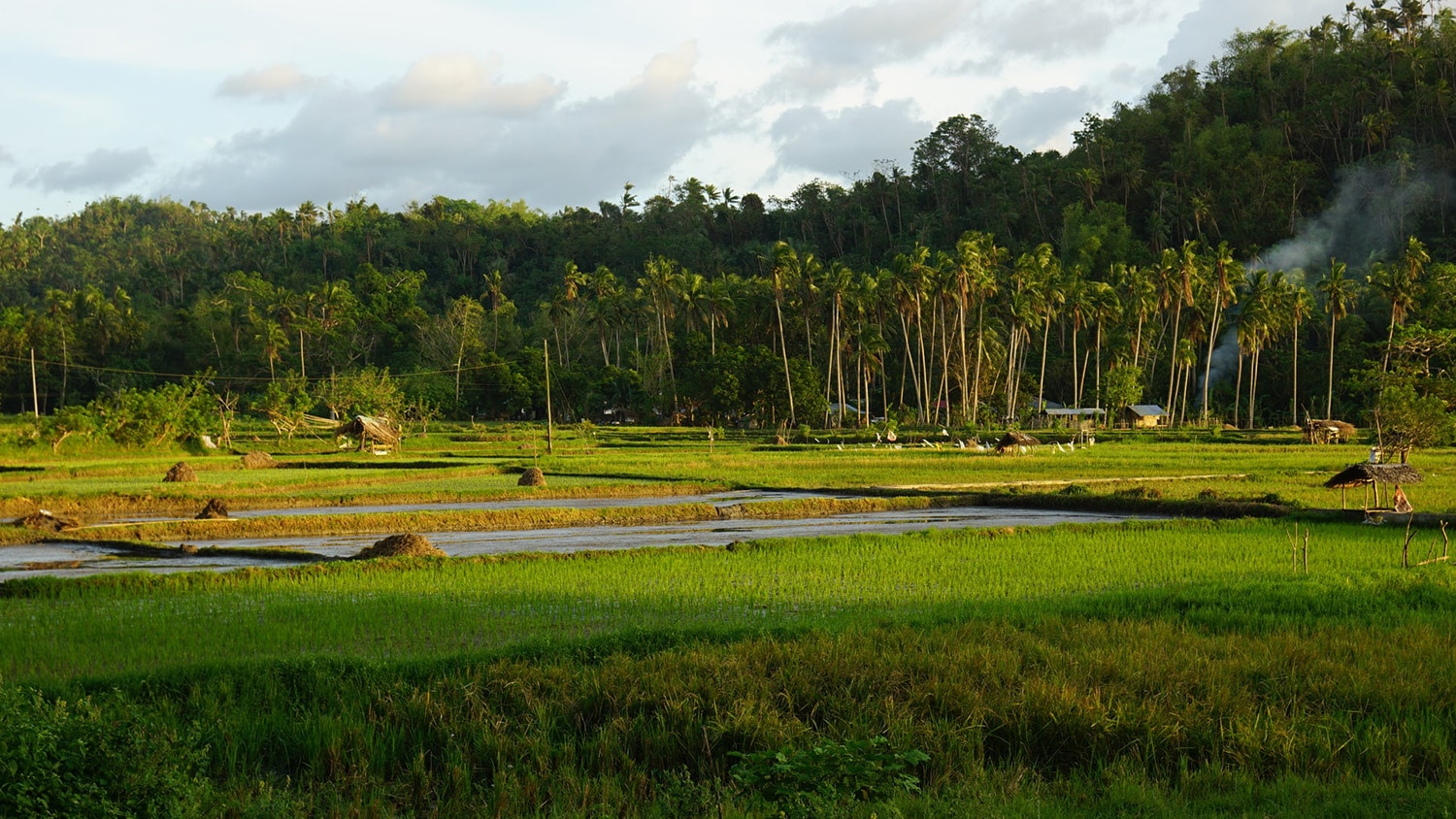 A rice field in the Philippines.
