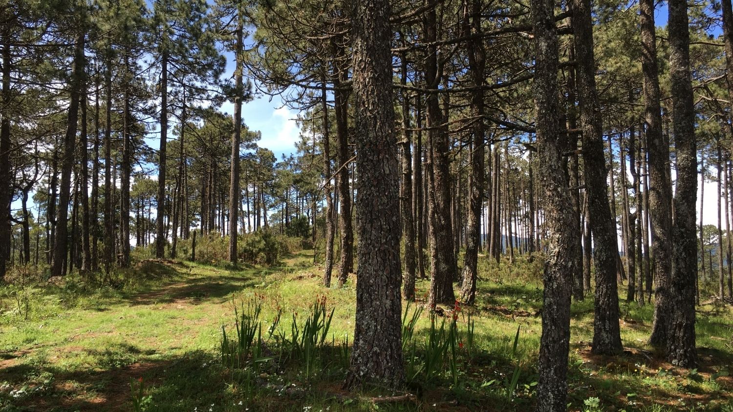 A forest in the mountains of Southwest Mexico.