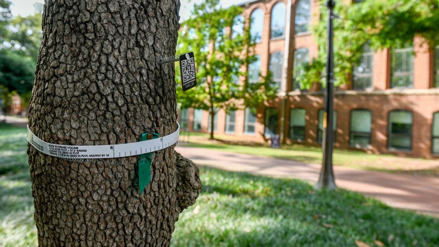 A tree marked with a tag is part of a citizen science project.