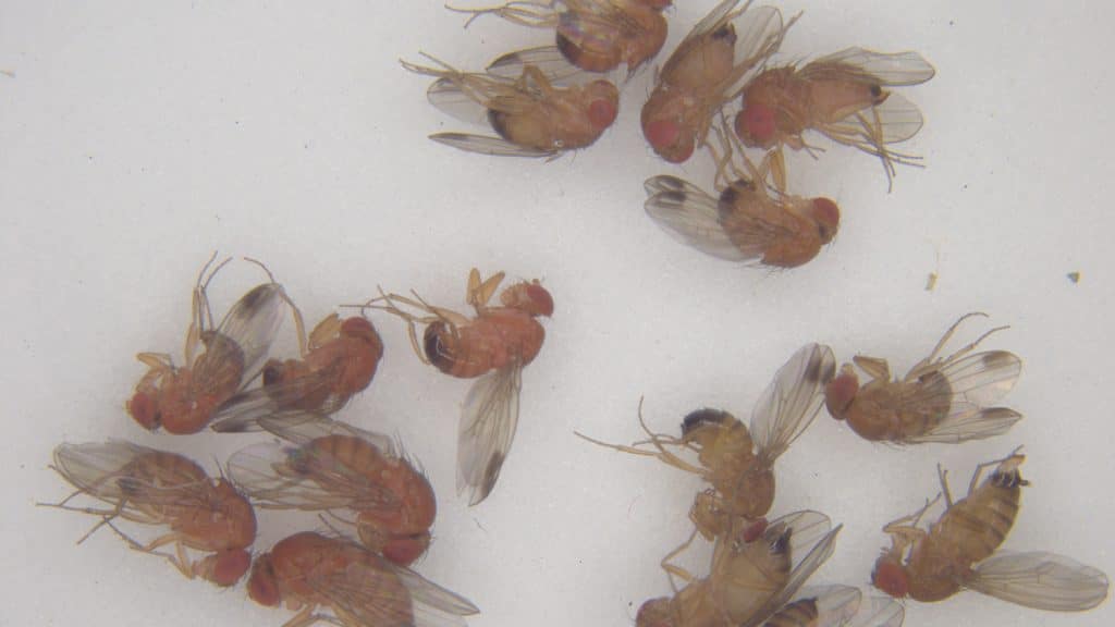 Study Shows Effectiveness of Suppressing Female Fruit Flies - NC State News
