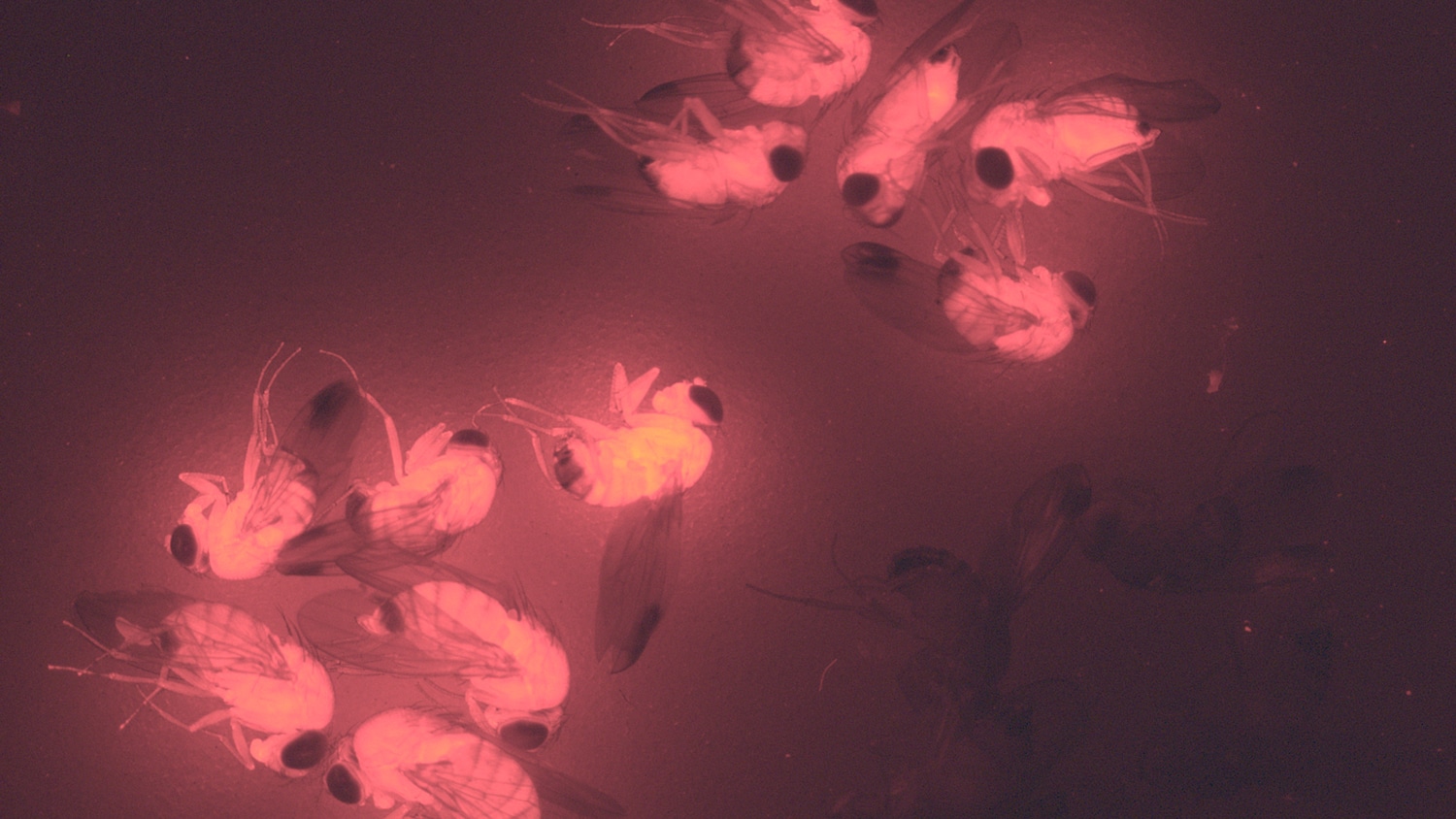 Fruit flies with florescent red proteins glow red.