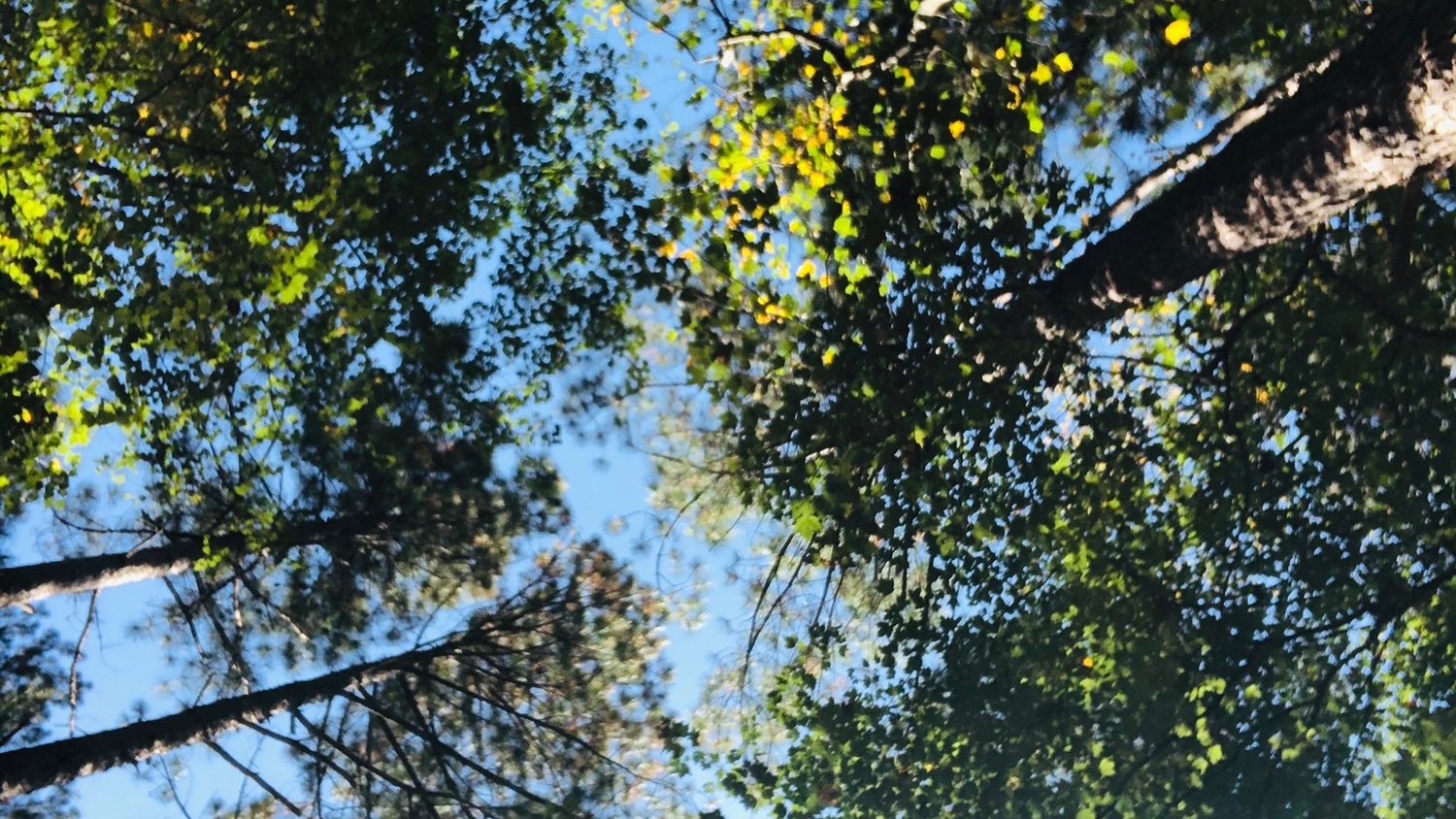 A view looking up at tall trees from below.