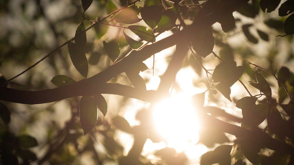 The sun peeks through the leaves of a tree at the Court of North Carolina.
