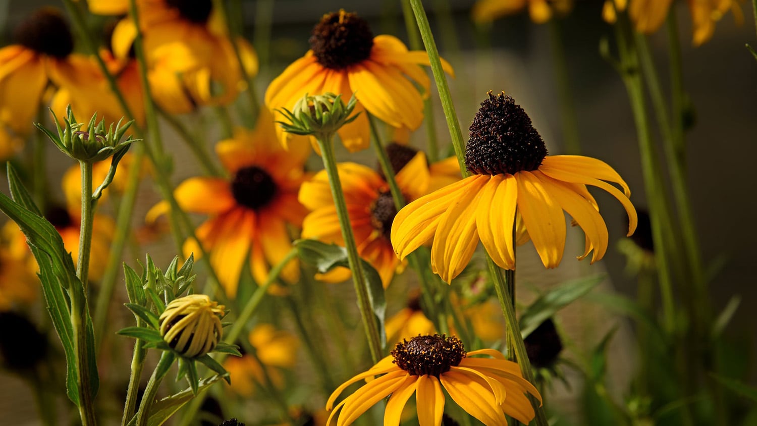 Black-eyed Susan flowers