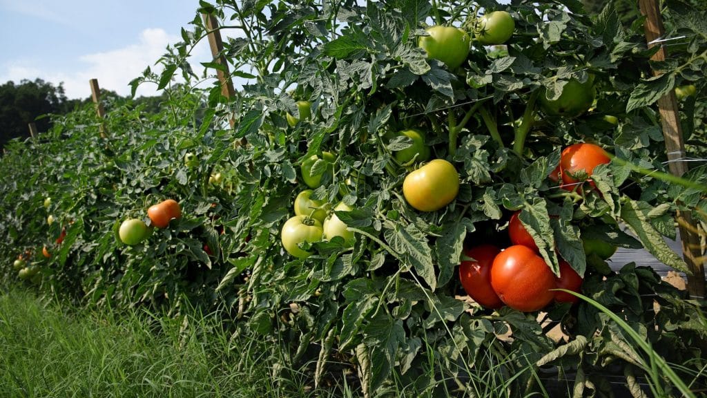 Tomatoes on the vines at Mountain Horticultural Research and Extension Center in Henderson County.