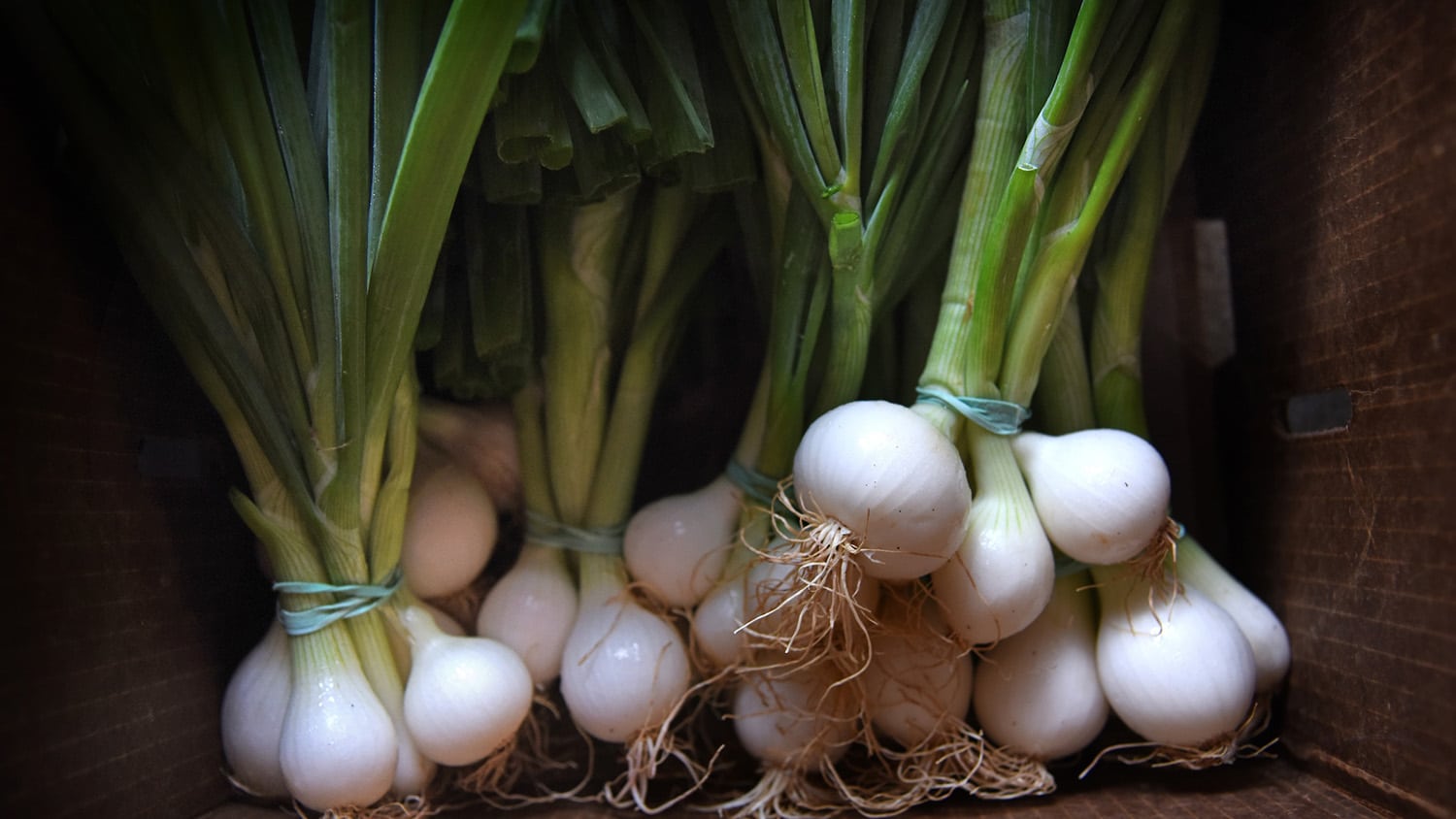Bundles of spring onions in a box
