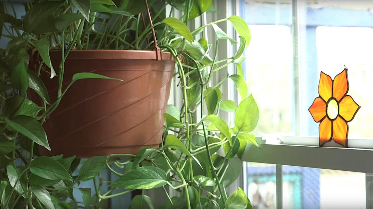 A hanging plant in the light from a window