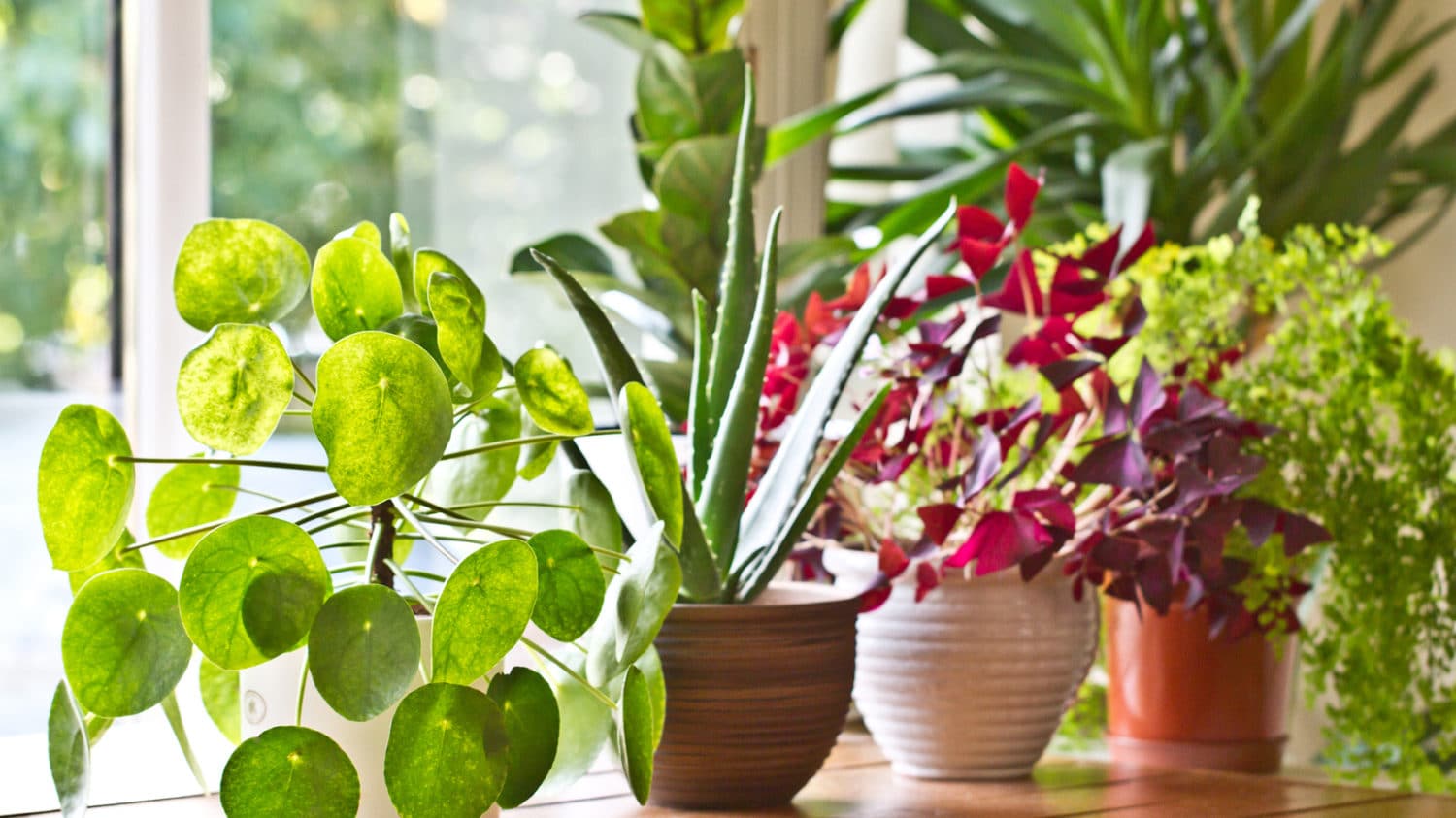 Pot plants display on the window