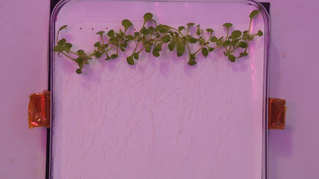 Under red light, a green plant grows in a container at the VEGGIE growth chamber at the Kennedy Space Center.