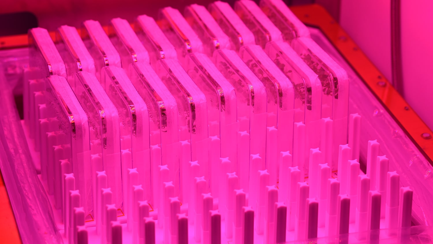 Under red light, green plants grow in several small containers at the VEGGIE growth chamber at Kennedy Space Center.