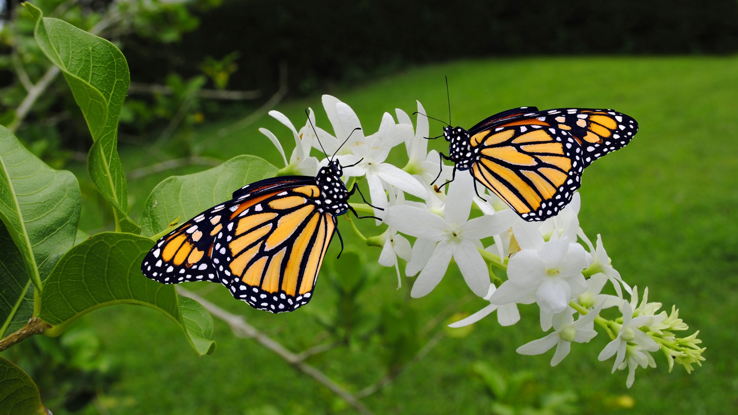 Two monarch butterflies on a white flower