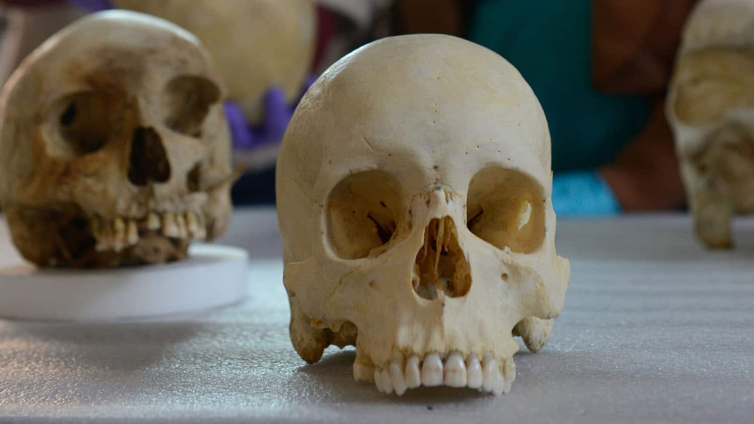 two skulls rest on a table in the research lab of forensic anthropologist Ann Ross