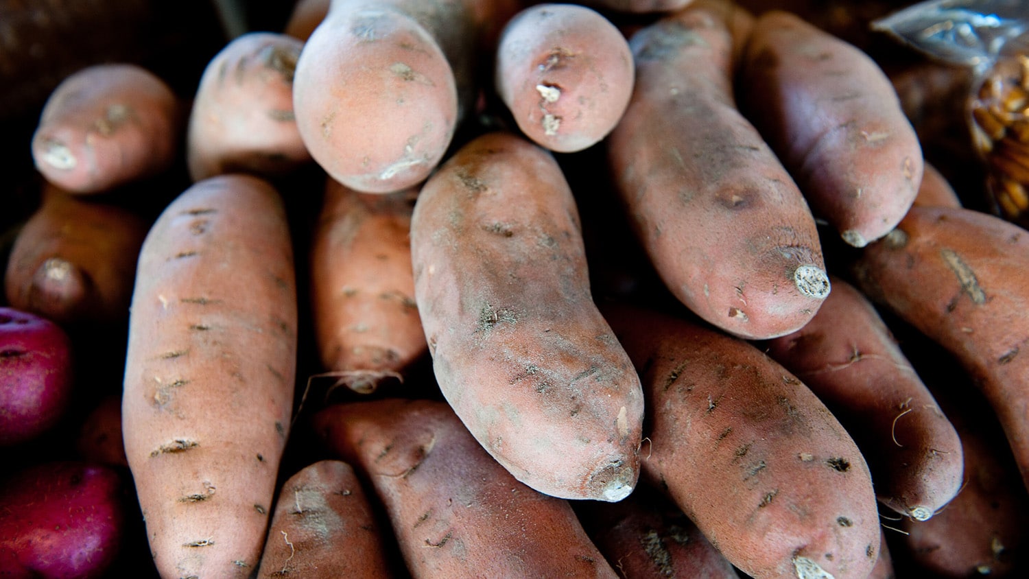 A stack of sweet potatoes at the farmers market