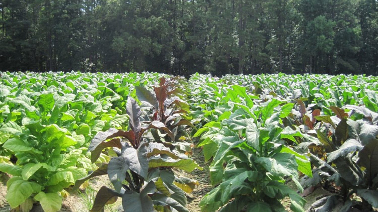 tobacco plants in the field