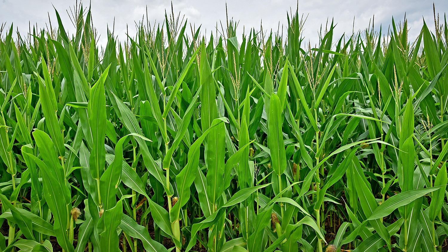 corn plants