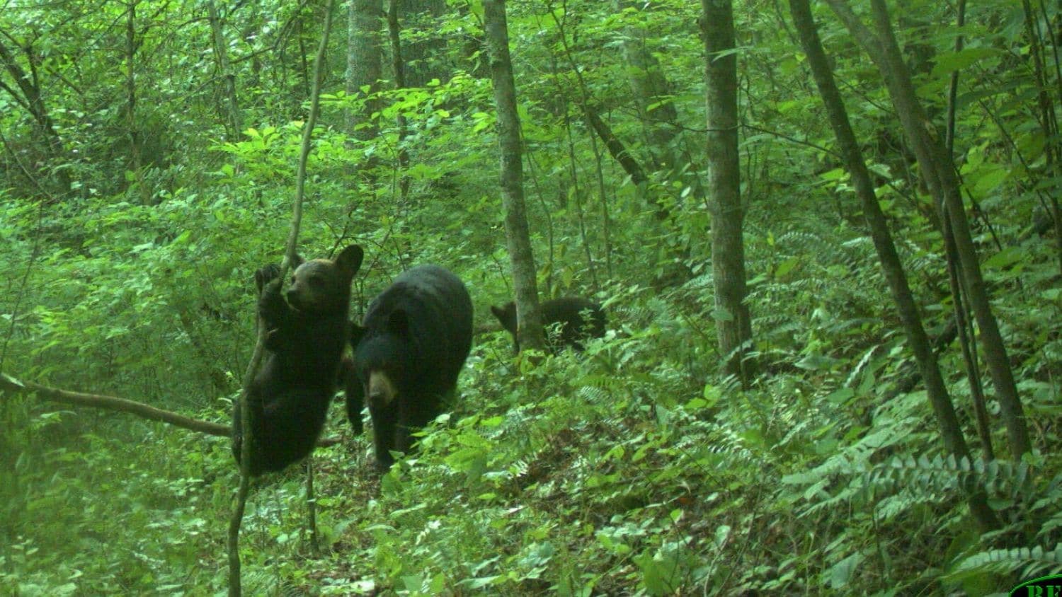 Black bears captured on camera in North Carolina.