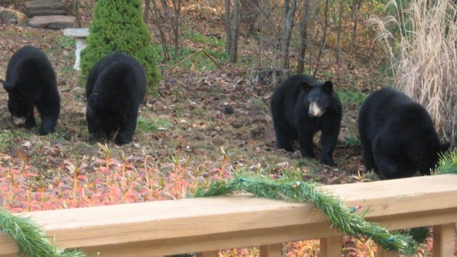 Black bears in Asheville.