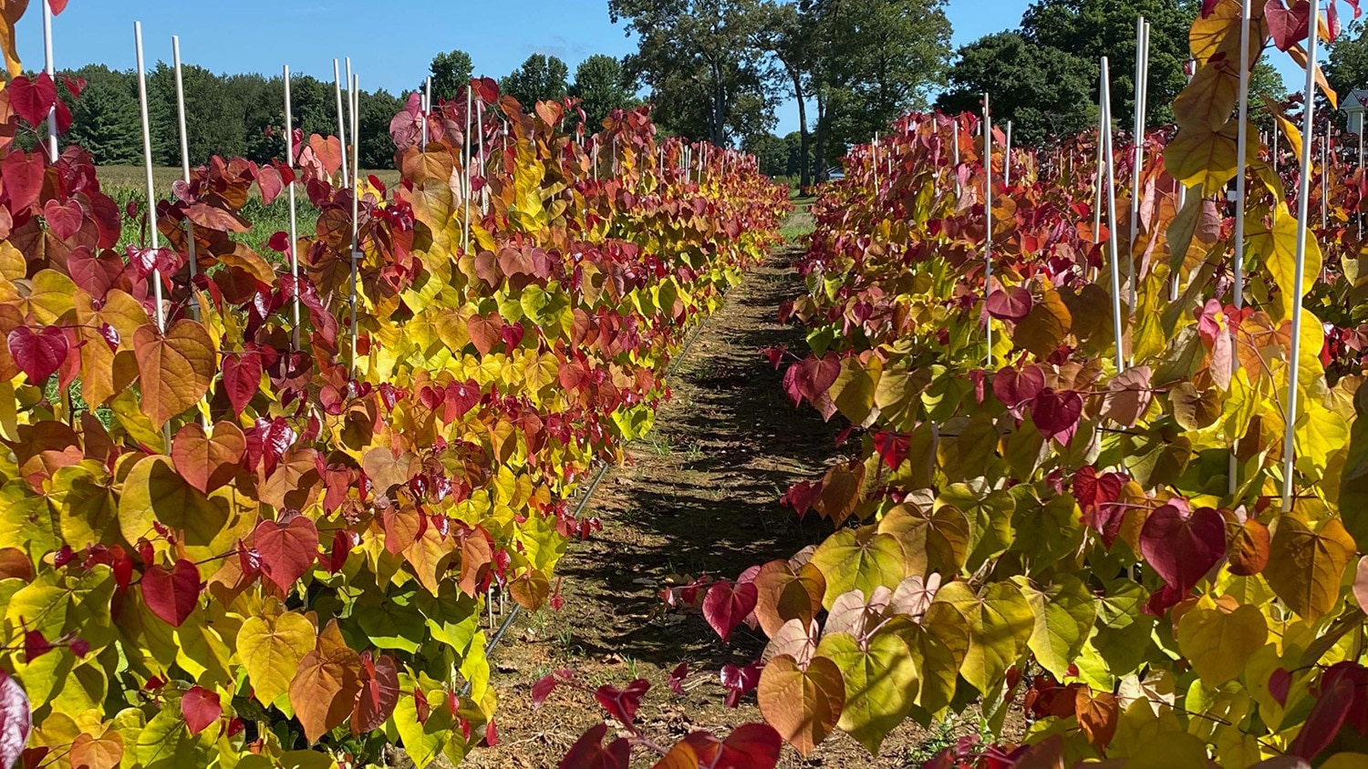 Rows of Flame Thrower redbud trees grow in a Tennessee field