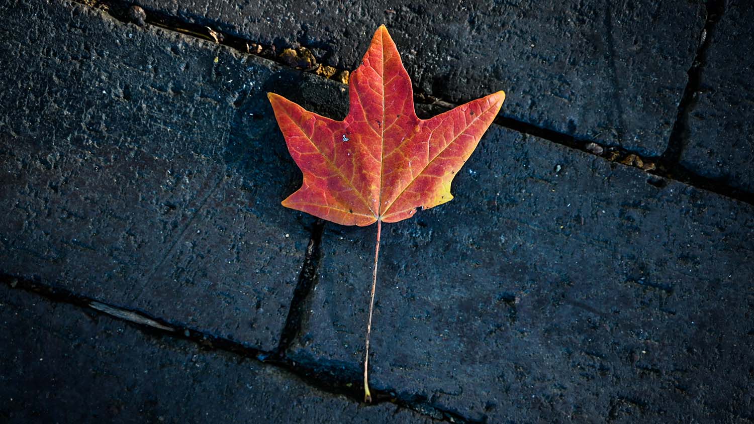 A single red leaf on the ground. 