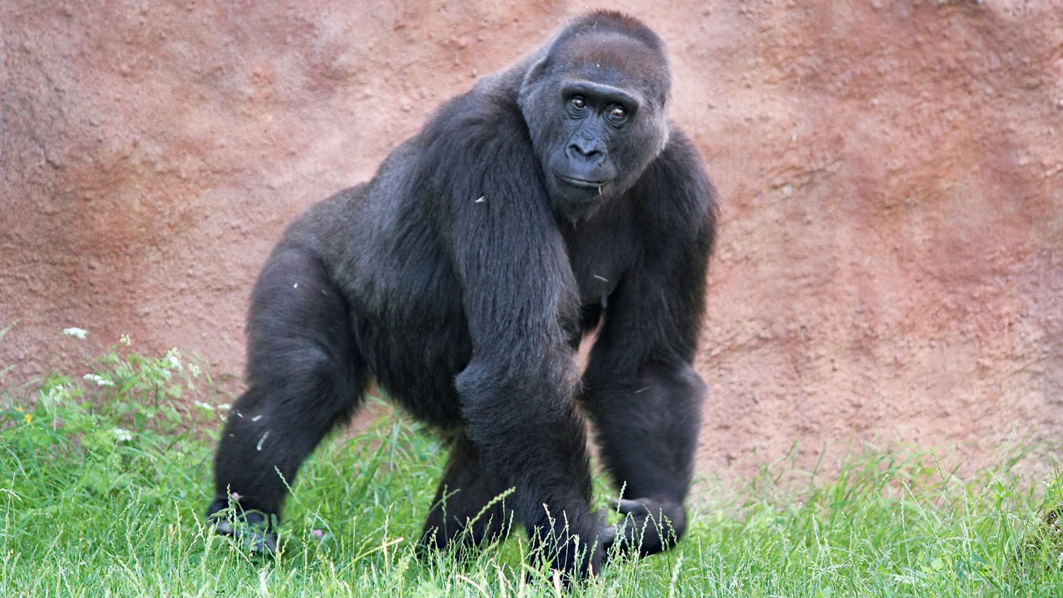 A western lowland gorilla looks toward the camera.