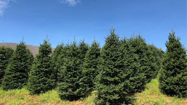 Expert: Demand for N.C.-Grown Christmas Trees Will Remain High | NC ...