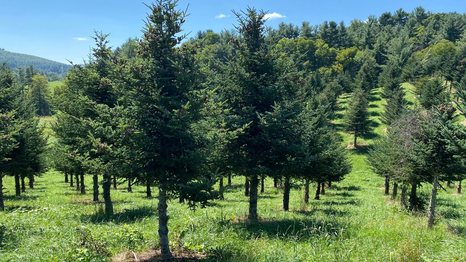 Fraser fir Christmas trees