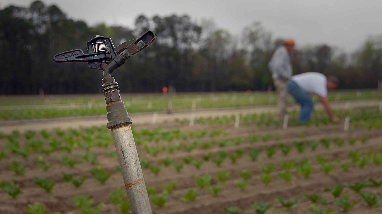 field with irrigation sprinkler head