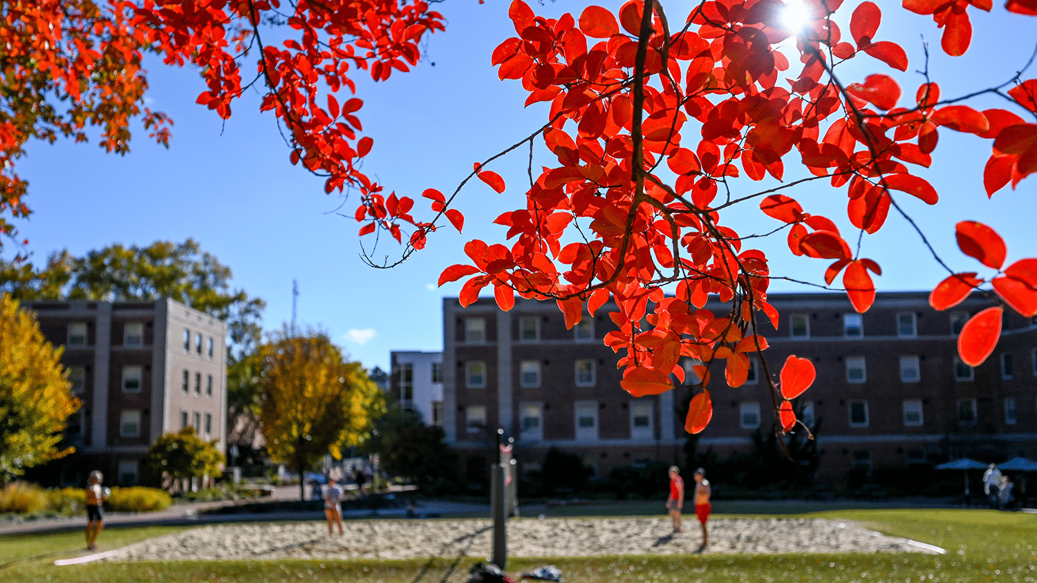 Bright red leaves surround a volleyball court on NC State's campus.