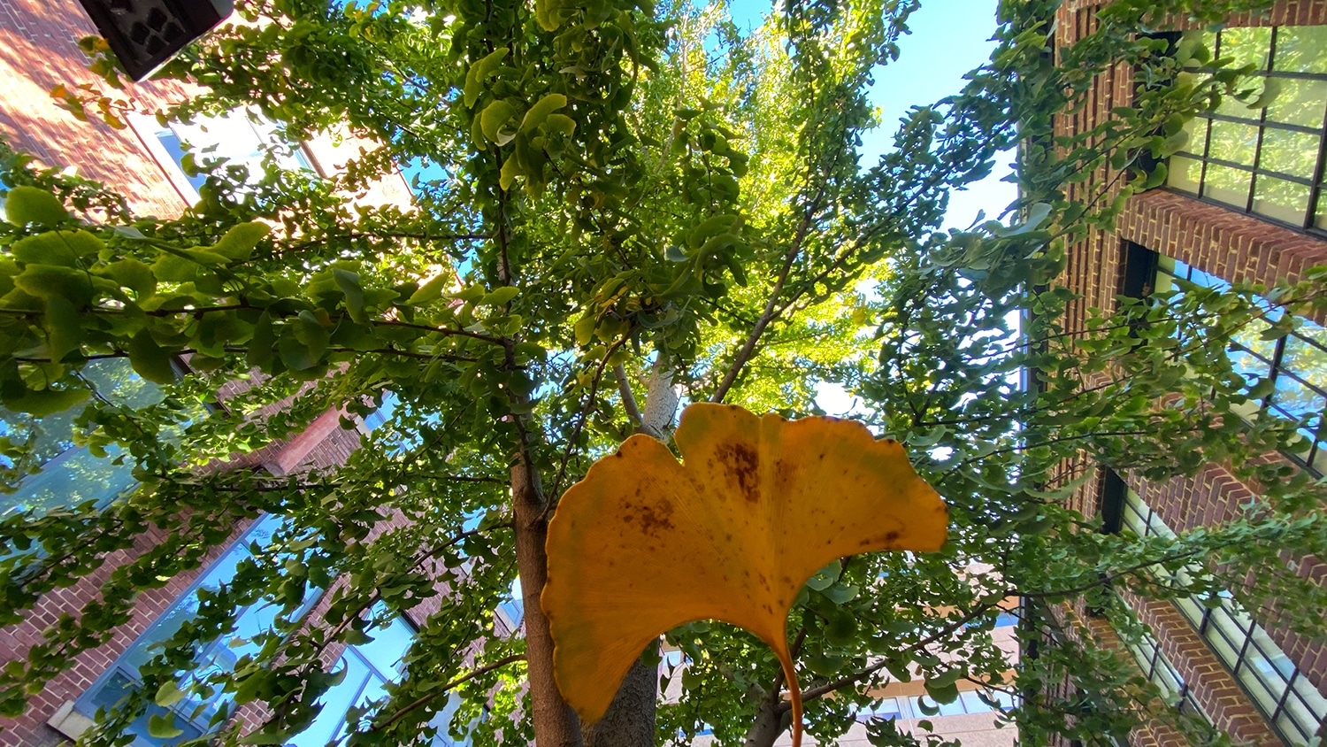 A fan-shaped yellow leaf falling from the ginkgo tree on NC State's campus. 