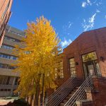 A ginkgo tree covered in yellow leaves on NC State's main campus.