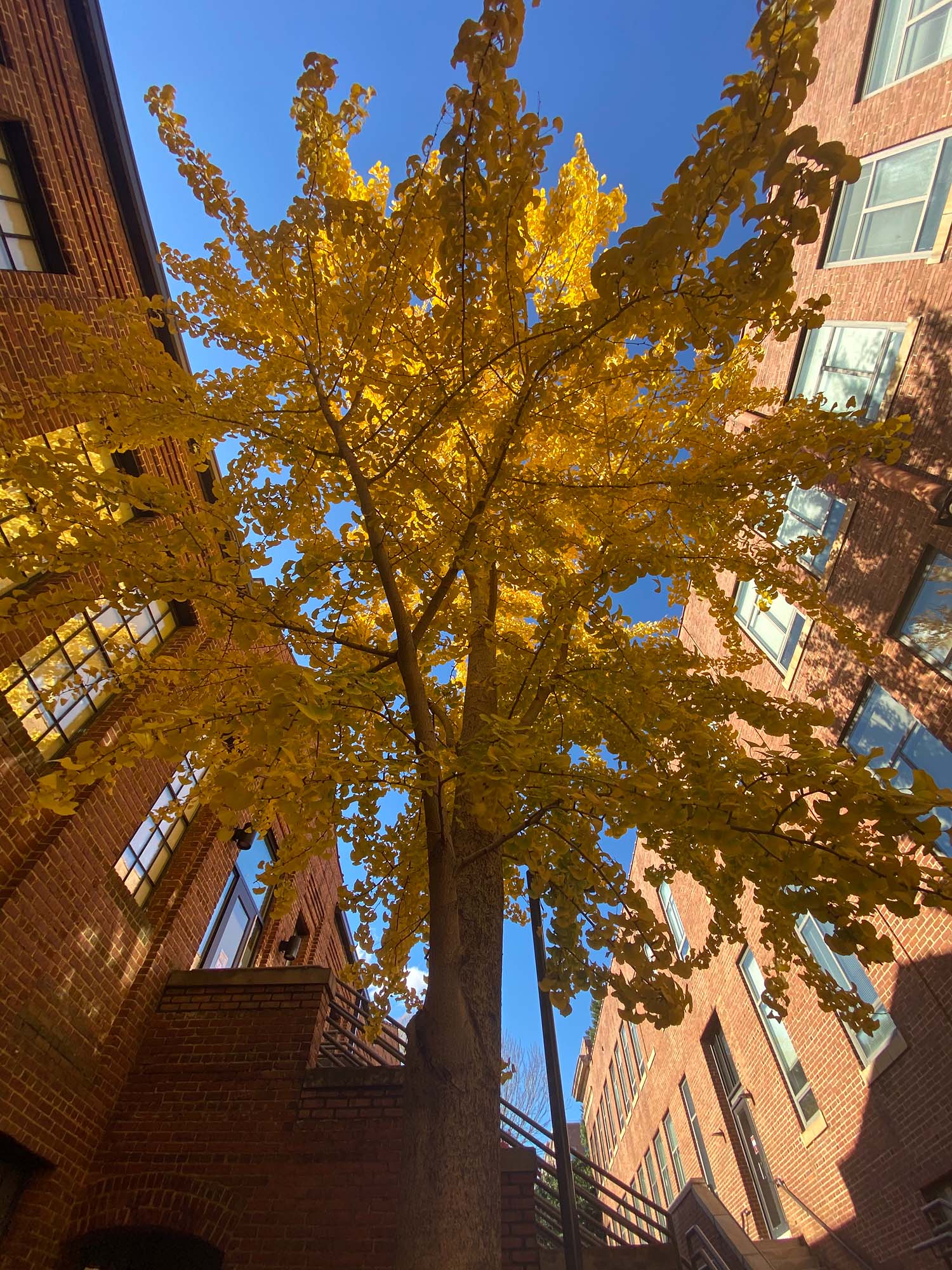 The ginkgo tree on NC State's campus with yellow leaves. 