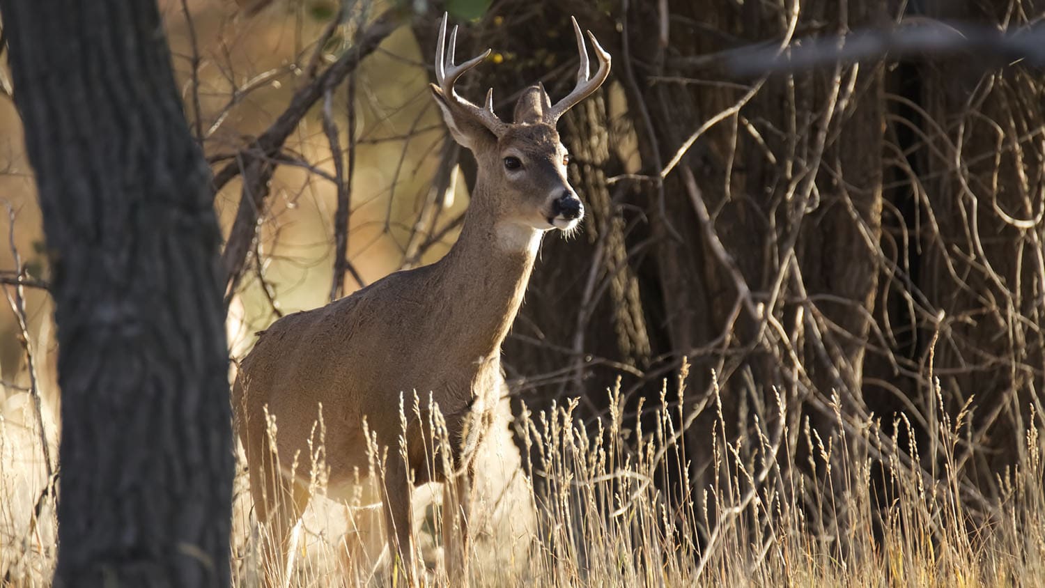 white-tailed deer standing in a field near the woods