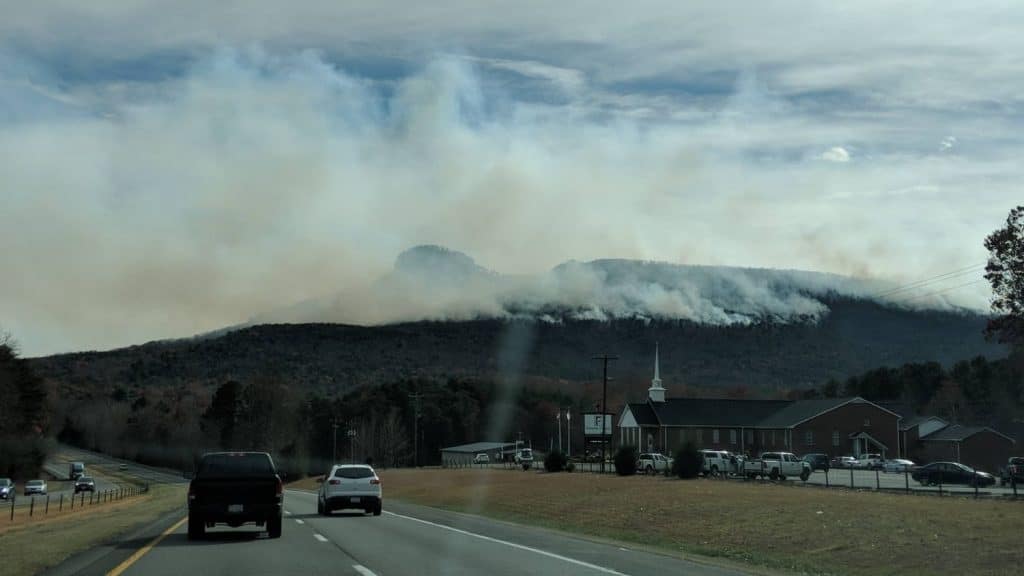 wildlife-and-wildfire-how-do-wild-animals-survive-nc-state-news