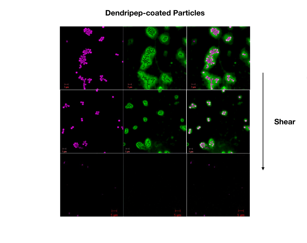 Purple and green microscopic imaging shows how particles coated in DendriPeps separate when shear increases.