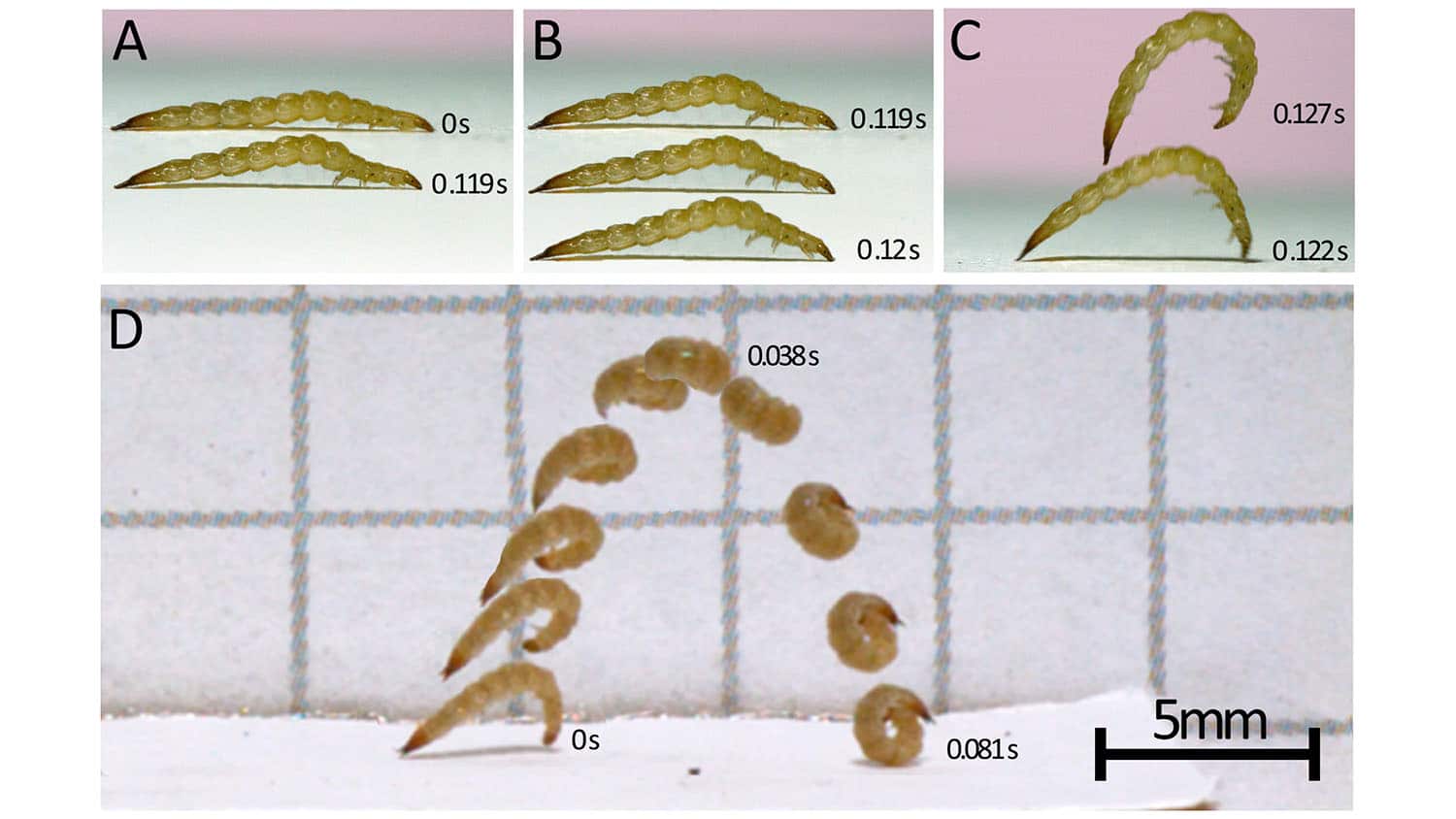 three images capture beetle larvae at various stages of jumping; a fourth image shows the trajectory of a larva's leap