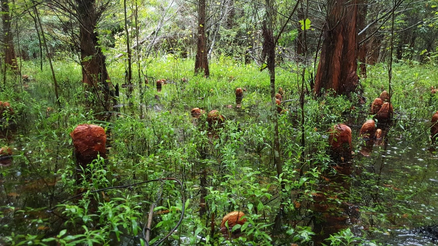 Researchers are studying ghost forests in North Carolina.