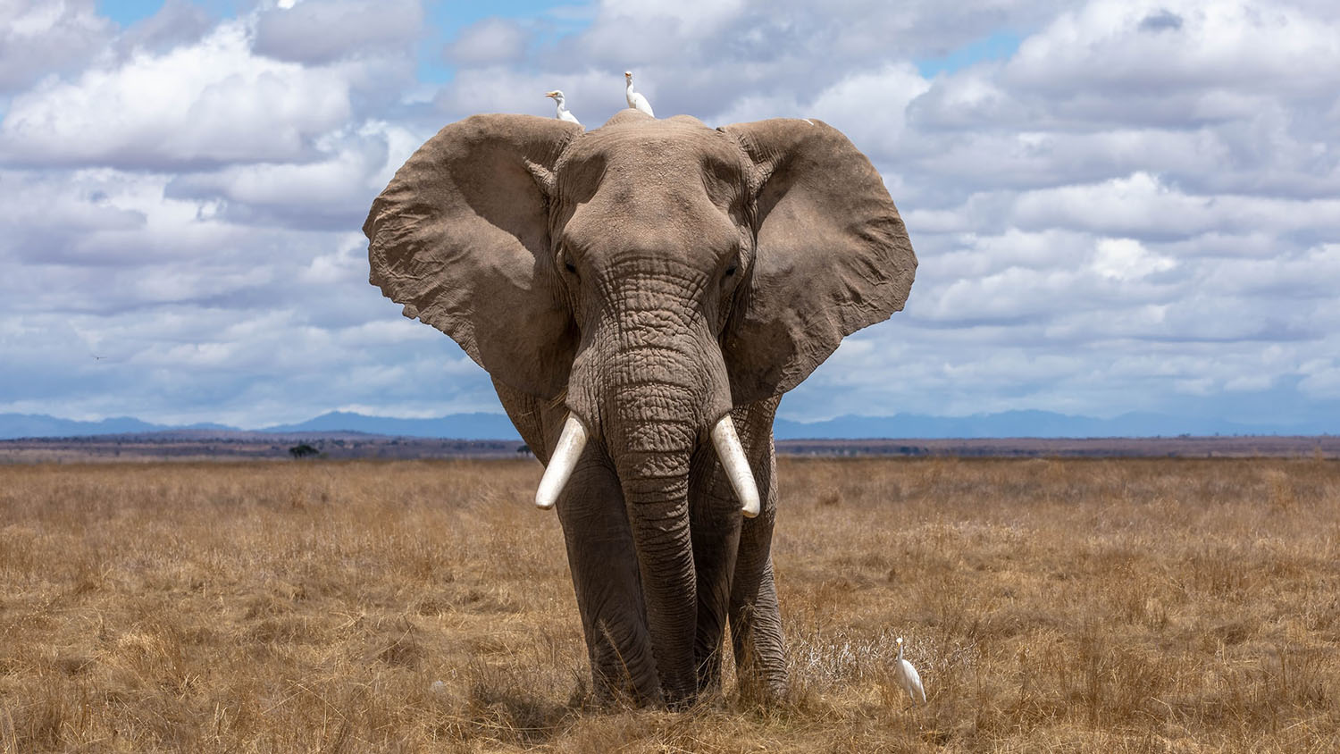 african elephant standing on the savannah faces the camera head on