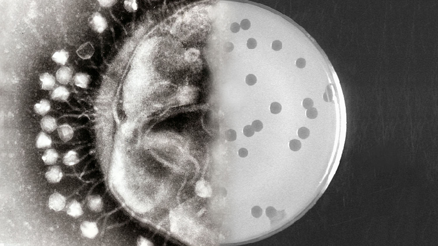 Bacteriophages at different levels of magnification (attached to bacterial cell wall/in petri dish).