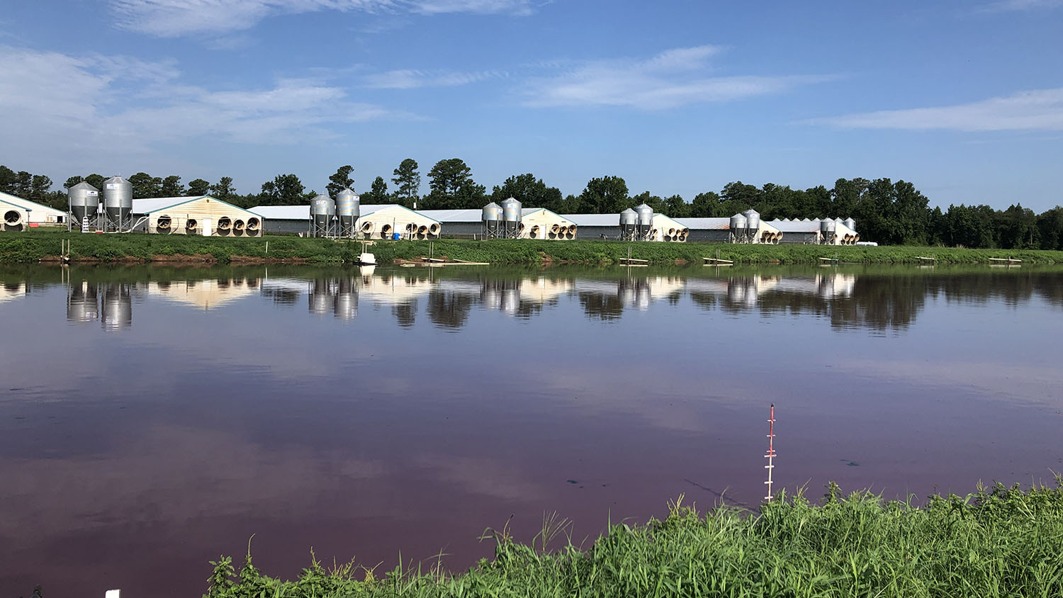 hog waste lagoon with swine farm buildings in the background