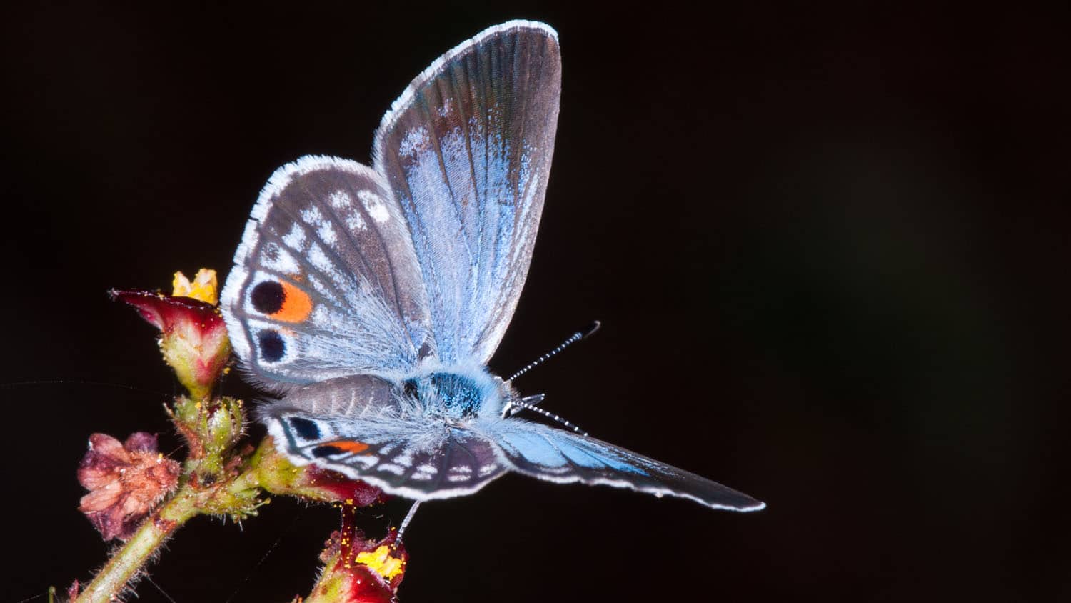 miami blue butterfly at rest on a plant