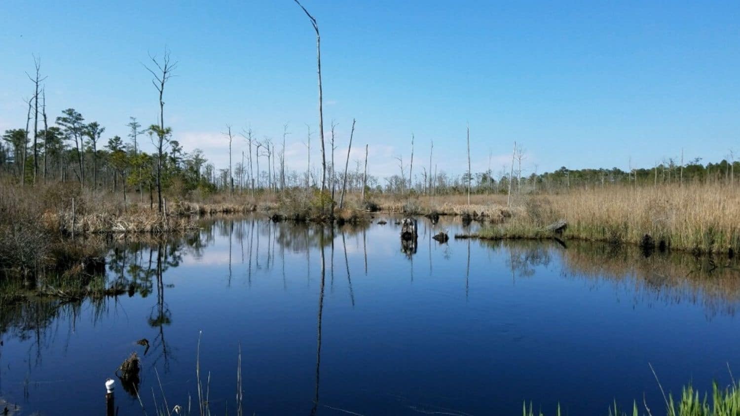 Ghost forest in North Carolina.