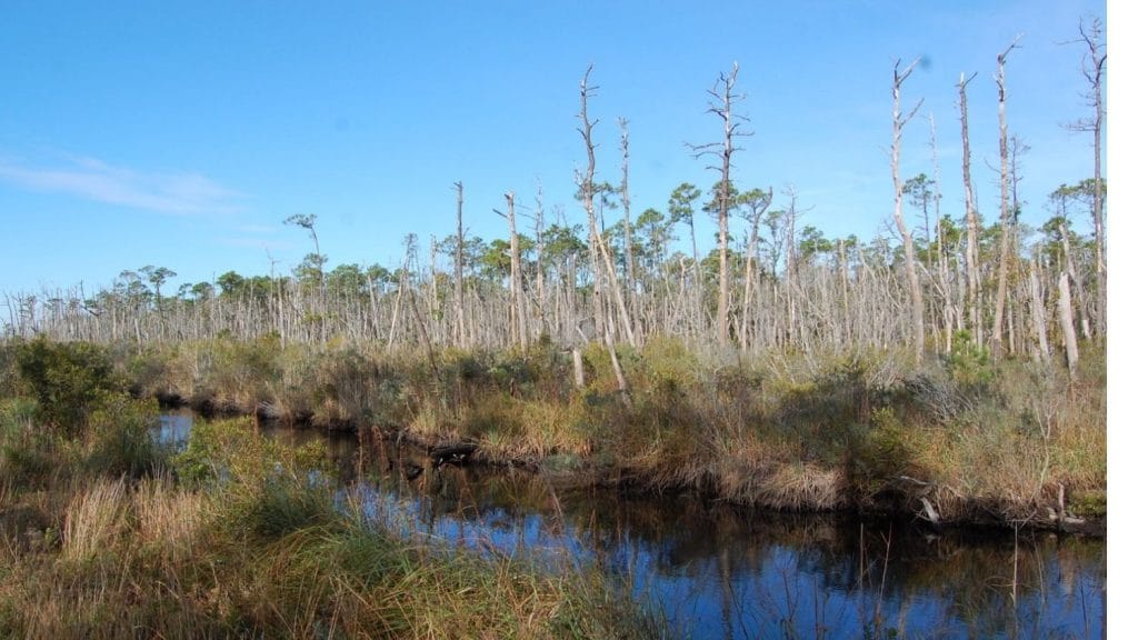 A ghost forest killed by sea-level rise on the coast of North Carolina.