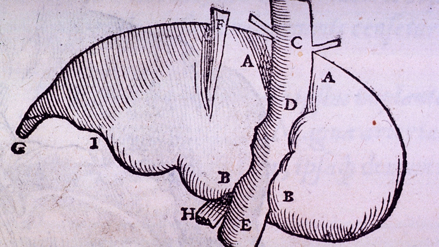 medical illustration of liver