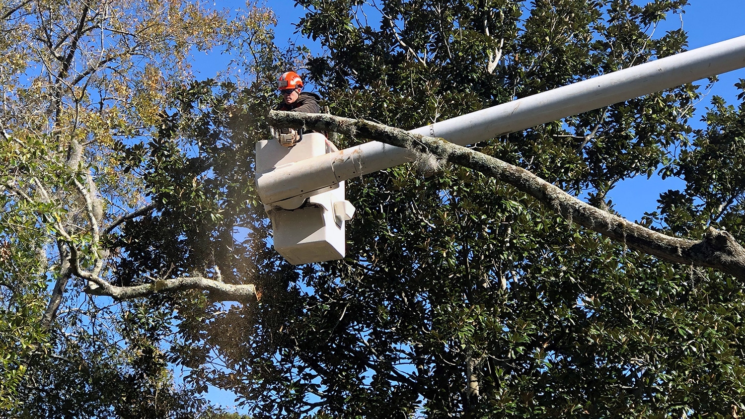Kelly Blair in a bucket truck, trimming a tree branch with a chain saw.