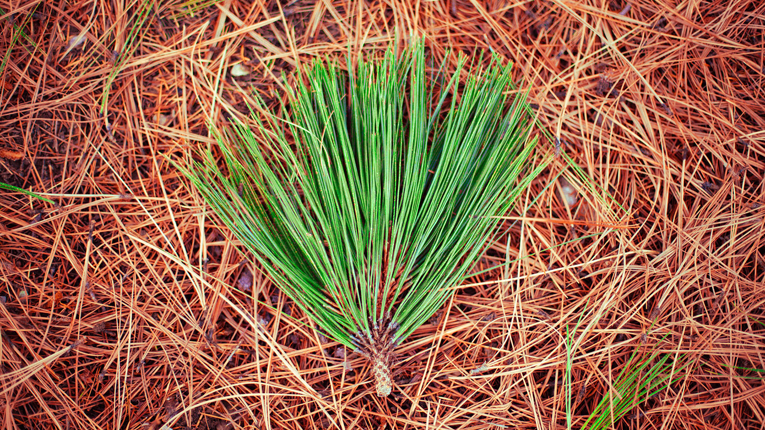 Pine needles