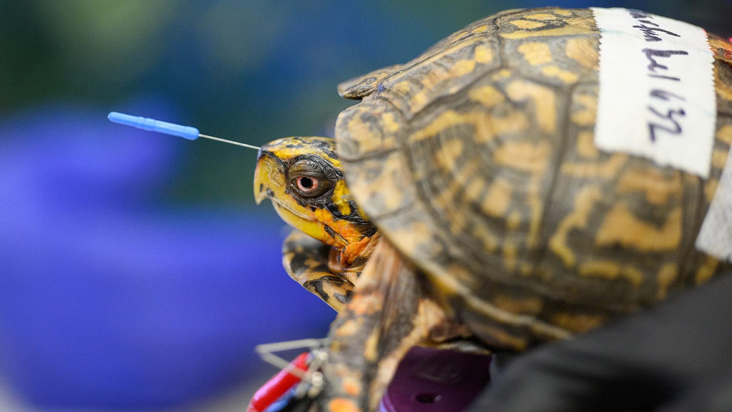 Turtle gets acupuncture