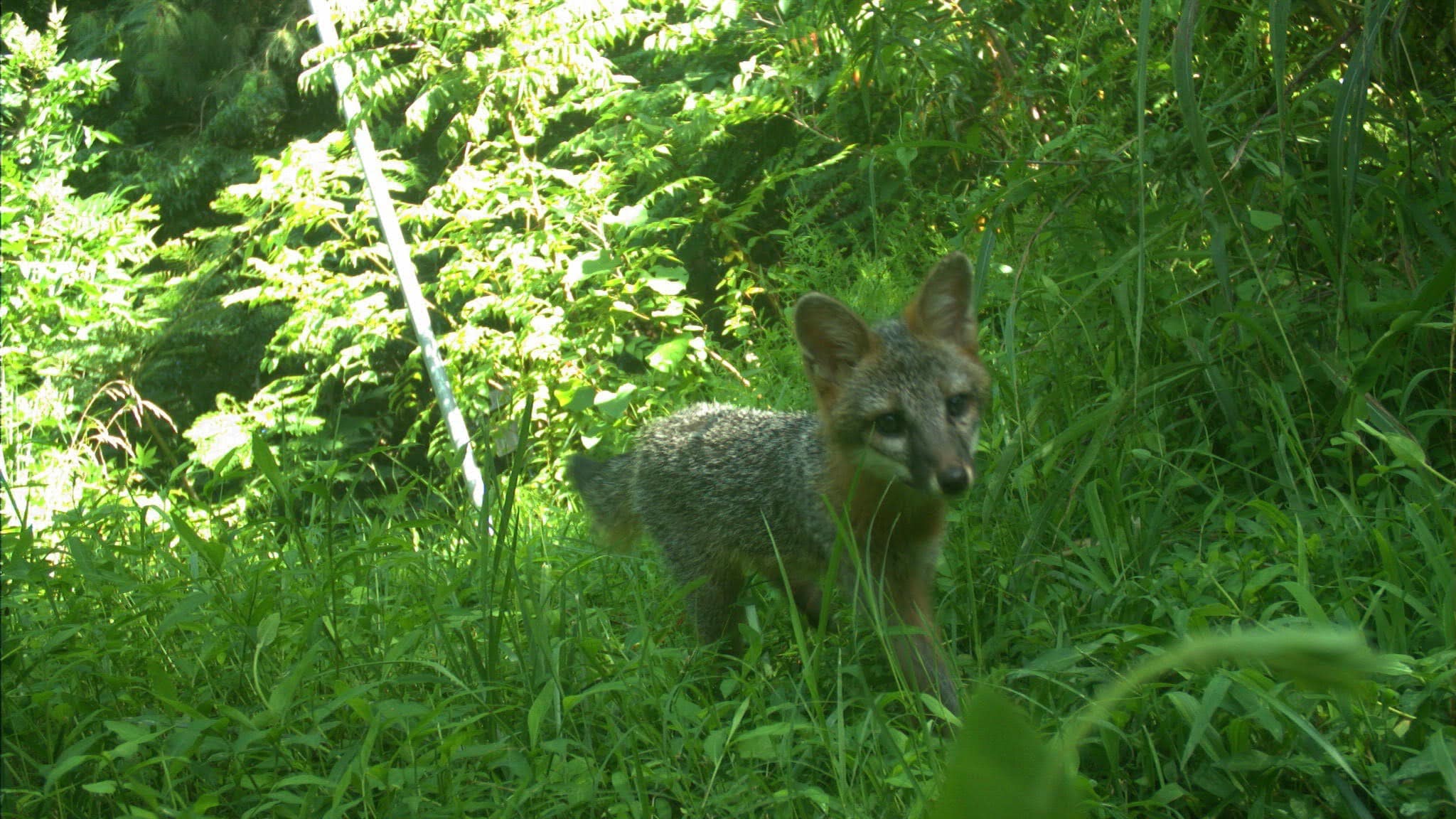 Gray fox