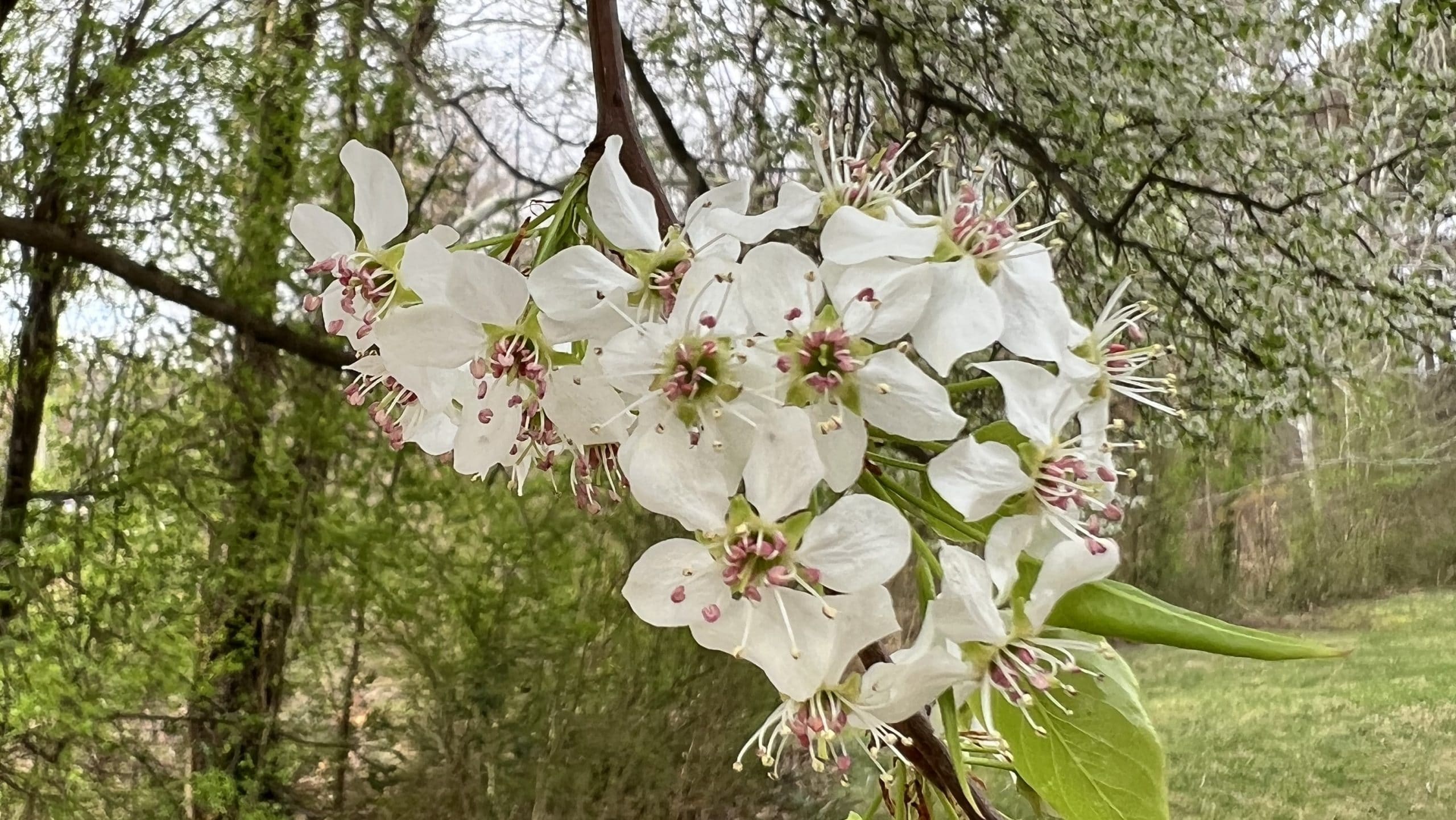 Bradford pear tree in bloom