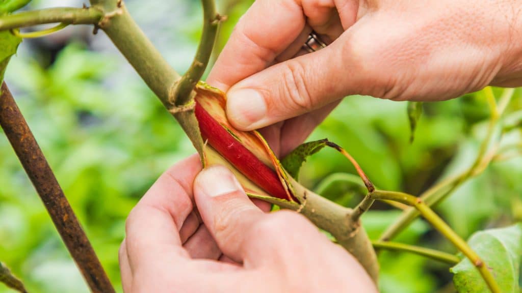 A person peels apart a tree branch's outer stem to reveal a red xylem, or inner stem. 