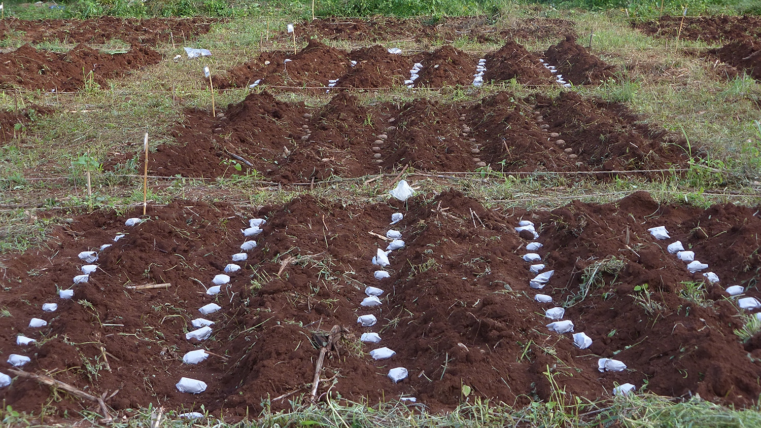 The wrap-and-plant technology displayed in a Kenyan field.